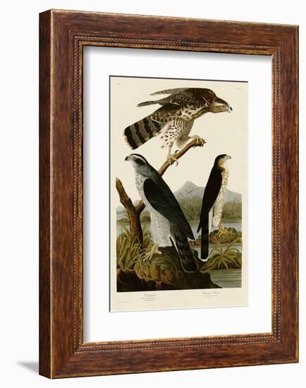 Goshawk and Stanley Hawk-John James Audubon-Framed Art Print