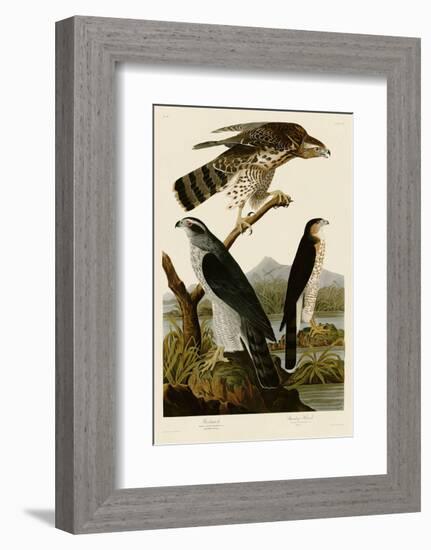 Goshawk and Stanley Hawk-John James Audubon-Framed Art Print