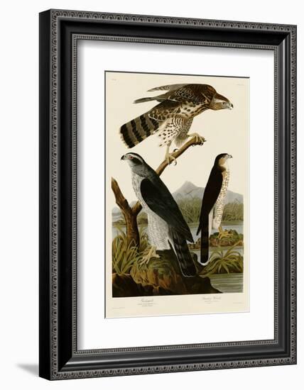 Goshawk and Stanley Hawk-John James Audubon-Framed Art Print