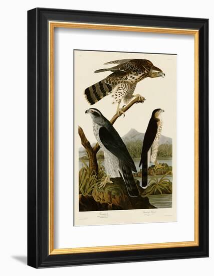 Goshawk and Stanley Hawk-John James Audubon-Framed Art Print