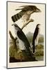 Goshawk and Stanley Hawk-John James Audubon-Mounted Art Print