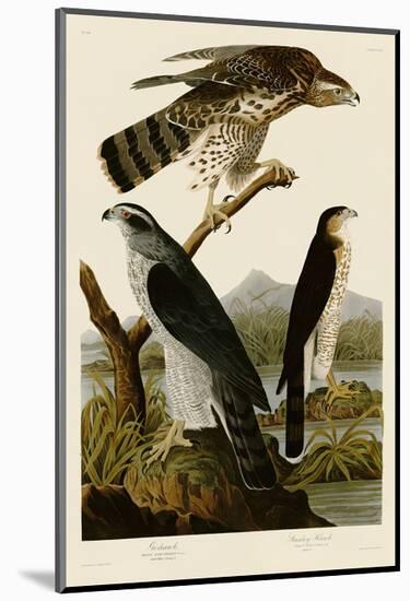 Goshawk and Stanley Hawk-John James Audubon-Mounted Art Print