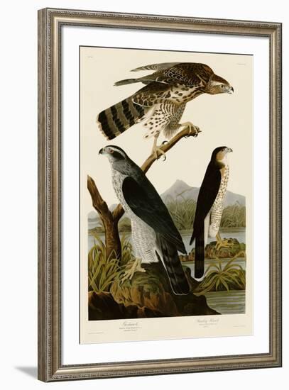 Goshawk and Stanley Hawk-John James Audubon-Framed Art Print