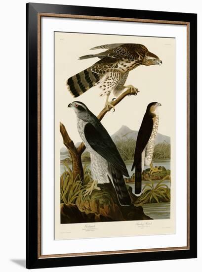 Goshawk and Stanley Hawk-John James Audubon-Framed Art Print