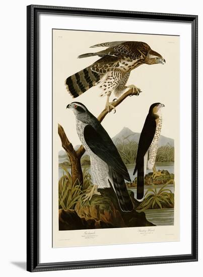 Goshawk and Stanley Hawk-John James Audubon-Framed Art Print