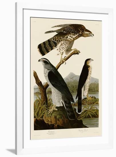 Goshawk and Stanley Hawk-John James Audubon-Framed Art Print