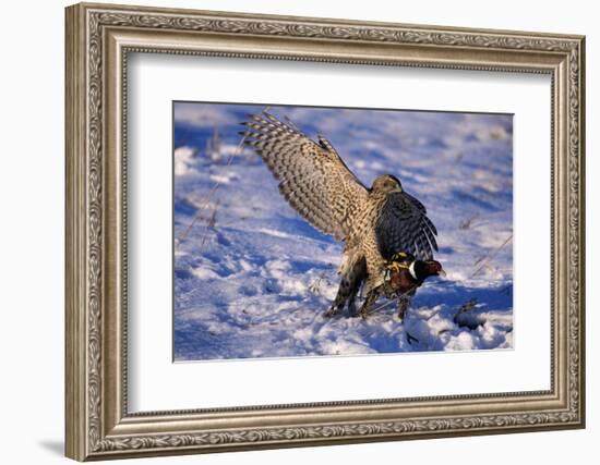 Goshawk Catching Prey-W. Perry Conway-Framed Photographic Print