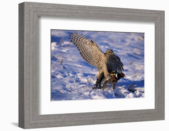 Goshawk Catching Prey-W. Perry Conway-Framed Photographic Print