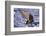 Goshawk Catching Prey-W. Perry Conway-Framed Photographic Print