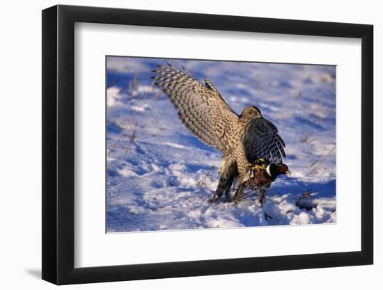 Goshawk Catching Prey-W. Perry Conway-Framed Photographic Print