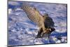 Goshawk Catching Prey-W. Perry Conway-Mounted Photographic Print