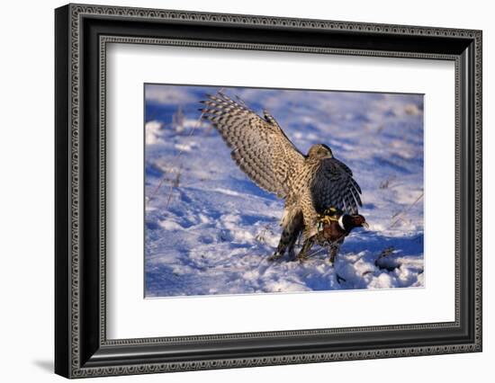 Goshawk Catching Prey-W. Perry Conway-Framed Photographic Print