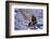 Goshawk Catching Prey-W. Perry Conway-Framed Photographic Print