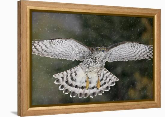 Goshawk flying in snow, Mainua Kajaani, Finland-Markus Varesvuo-Framed Premier Image Canvas