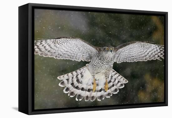 Goshawk flying in snow, Mainua Kajaani, Finland-Markus Varesvuo-Framed Premier Image Canvas