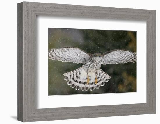 Goshawk flying in snow, Mainua Kajaani, Finland-Markus Varesvuo-Framed Photographic Print