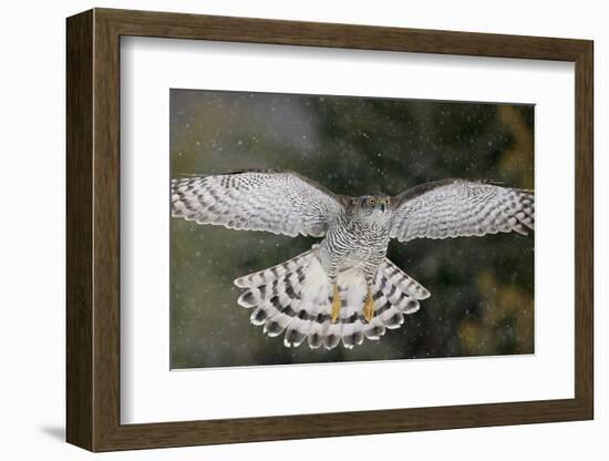 Goshawk flying in snow, Mainua Kajaani, Finland-Markus Varesvuo-Framed Photographic Print