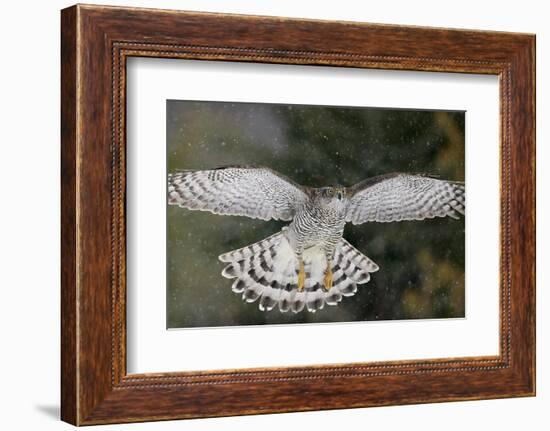 Goshawk flying in snow, Mainua Kajaani, Finland-Markus Varesvuo-Framed Photographic Print