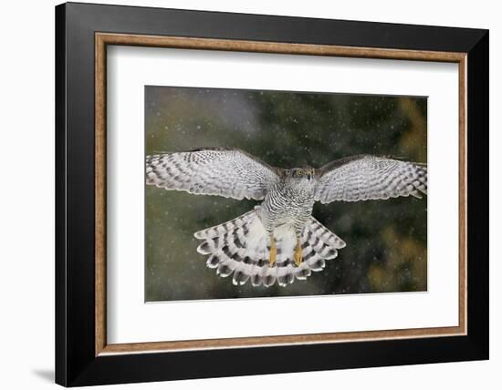 Goshawk flying in snow, Mainua Kajaani, Finland-Markus Varesvuo-Framed Photographic Print