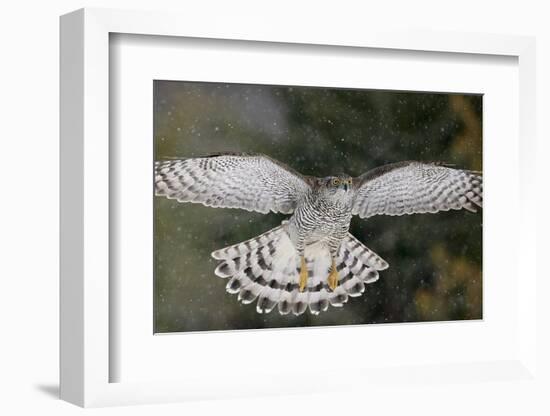 Goshawk flying in snow, Mainua Kajaani, Finland-Markus Varesvuo-Framed Photographic Print