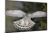 Goshawk flying in snow, Mainua Kajaani, Finland-Markus Varesvuo-Mounted Photographic Print