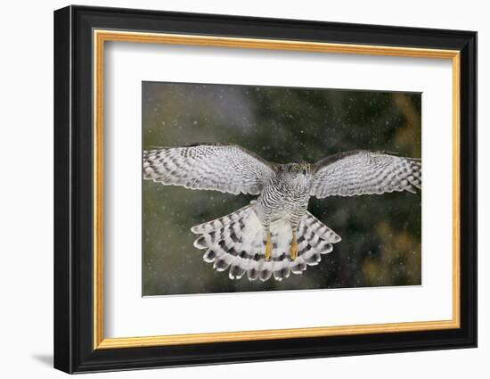 Goshawk flying in snow, Mainua Kajaani, Finland-Markus Varesvuo-Framed Photographic Print