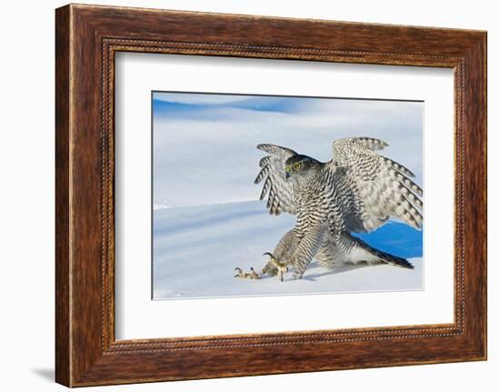 Goshawk landing in snow, Mainua Kajaani, Finland-Markus Varesvuo-Framed Photographic Print