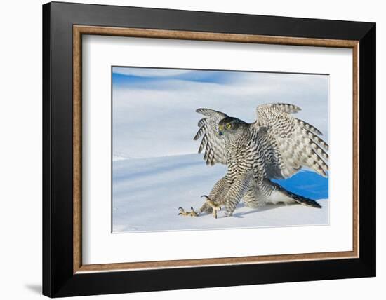 Goshawk landing in snow, Mainua Kajaani, Finland-Markus Varesvuo-Framed Photographic Print