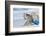 Goshawk landing in snow, Mainua Kajaani, Finland-Markus Varesvuo-Framed Photographic Print