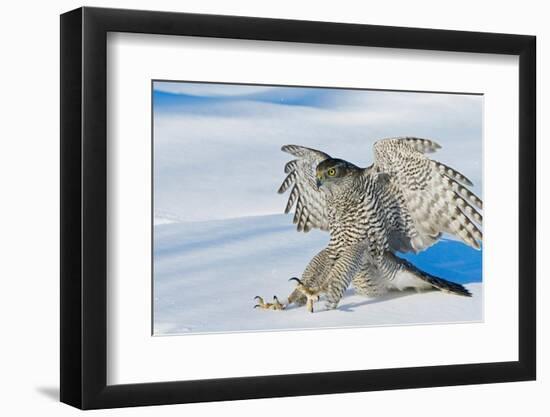 Goshawk landing in snow, Mainua Kajaani, Finland-Markus Varesvuo-Framed Photographic Print