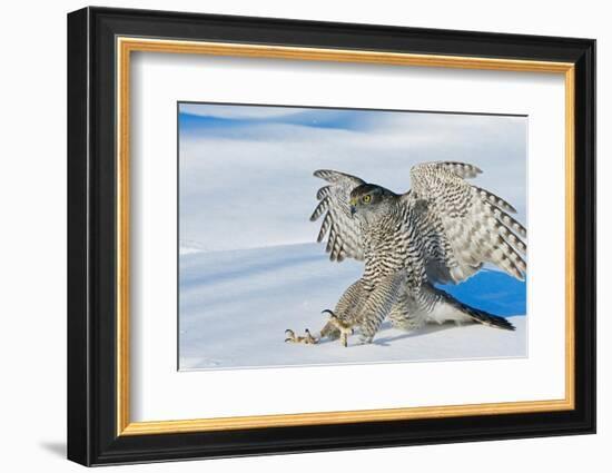 Goshawk landing in snow, Mainua Kajaani, Finland-Markus Varesvuo-Framed Photographic Print