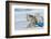 Goshawk landing in snow, Mainua Kajaani, Finland-Markus Varesvuo-Framed Photographic Print