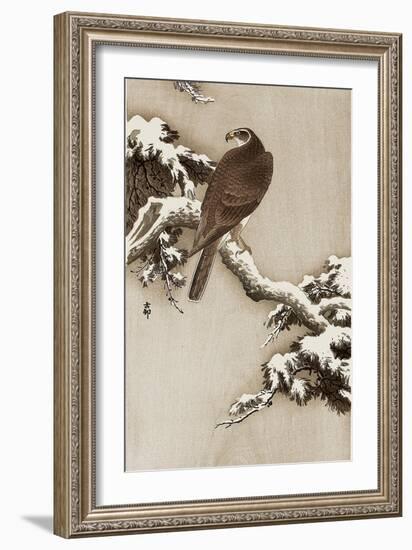 Goshawk on a Snow Covered Pine Branch-Koson Ohara-Framed Giclee Print