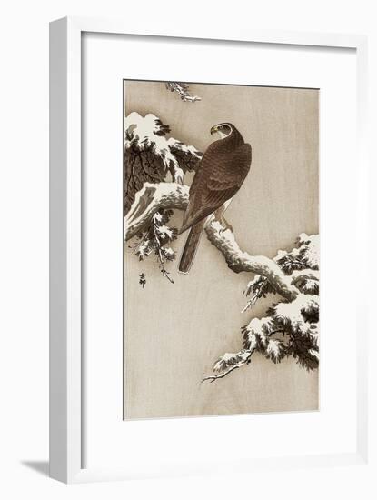 Goshawk on a Snow Covered Pine Branch-Koson Ohara-Framed Giclee Print