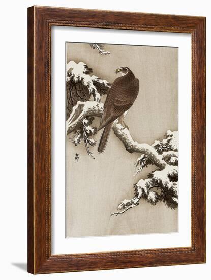 Goshawk on a Snow Covered Pine Branch-Koson Ohara-Framed Giclee Print