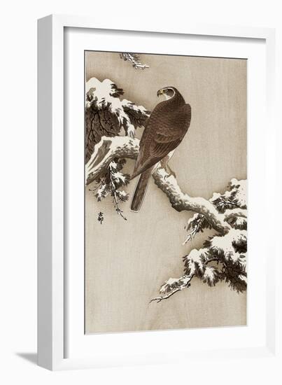 Goshawk on a Snow Covered Pine Branch-Koson Ohara-Framed Giclee Print