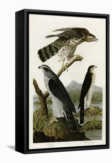 Goshawk Stanley Hawk-null-Framed Premier Image Canvas