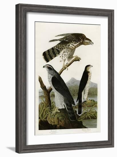 Goshawk Stanley Hawk-null-Framed Giclee Print