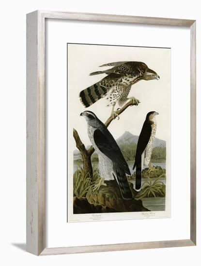 Goshawk Stanley Hawk-null-Framed Giclee Print