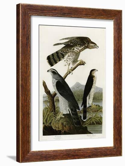 Goshawk Stanley Hawk-null-Framed Giclee Print