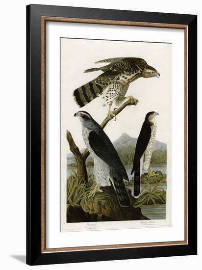 Goshawk Stanley Hawk-null-Framed Giclee Print