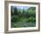 Goshute Canyon, Nevada. Riparian Vegetation in Canyon of Goshute Creek-Scott T. Smith-Framed Photographic Print