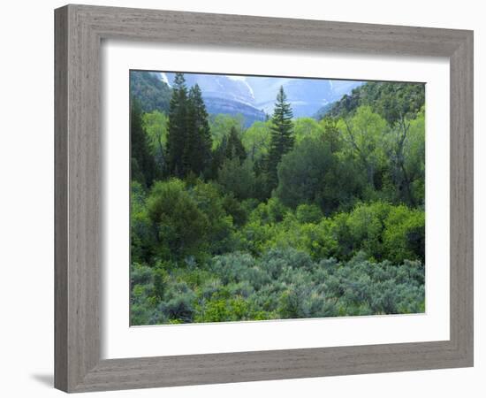 Goshute Canyon, Nevada. Riparian Vegetation in Canyon of Goshute Creek-Scott T. Smith-Framed Photographic Print