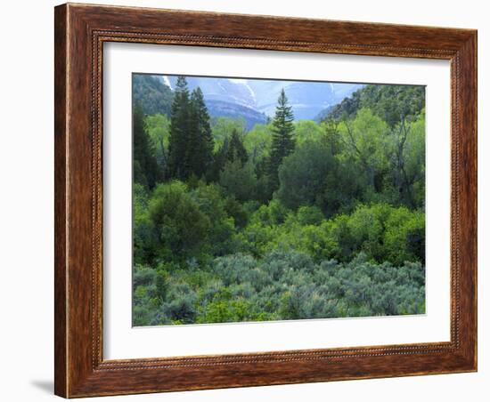 Goshute Canyon, Nevada. Riparian Vegetation in Canyon of Goshute Creek-Scott T. Smith-Framed Photographic Print