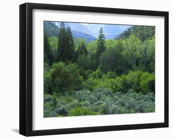 Goshute Canyon, Nevada. Riparian Vegetation in Canyon of Goshute Creek-Scott T. Smith-Framed Photographic Print