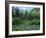 Goshute Canyon, Nevada. Riparian Vegetation in Canyon of Goshute Creek-Scott T. Smith-Framed Photographic Print