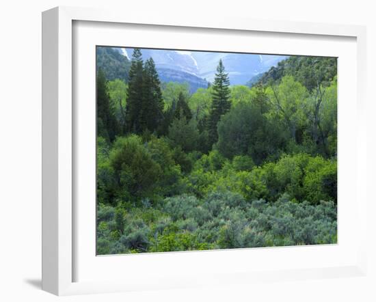 Goshute Canyon, Nevada. Riparian Vegetation in Canyon of Goshute Creek-Scott T. Smith-Framed Photographic Print