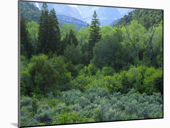Goshute Canyon, Nevada. Riparian Vegetation in Canyon of Goshute Creek-Scott T. Smith-Mounted Photographic Print