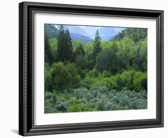 Goshute Canyon, Nevada. Riparian Vegetation in Canyon of Goshute Creek-Scott T. Smith-Framed Photographic Print
