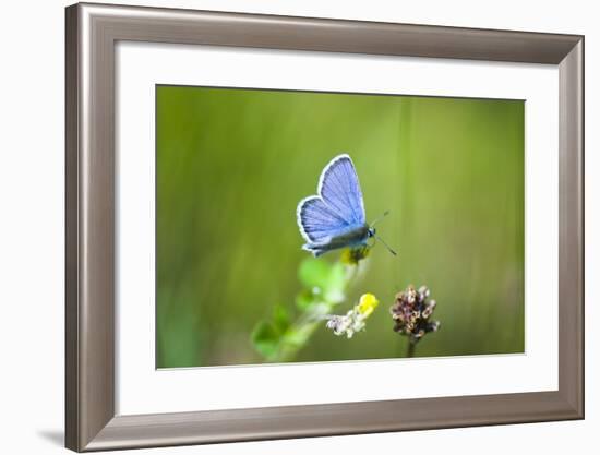 Gossamer-Winged Butterfly (Lycaenidae) in a Meadow-Brigitte Protzel-Framed Photographic Print